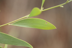 Acacia acradenia