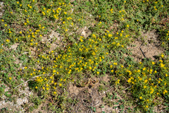 Pectis papposa papposa