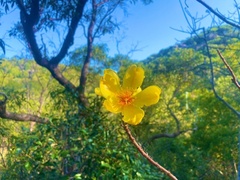 Cochlospermum gillivraei