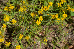 Pectis papposa papposa