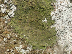 Micareopsis irriguata