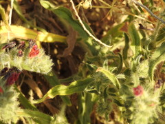 Echium angustifolium