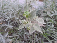 Abutilon abutiloides