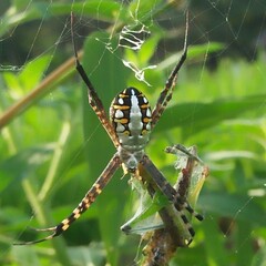 Argiope catenulata