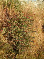Echium angustifolium