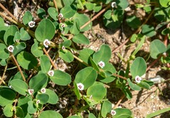 Euphorbia albomarginata
