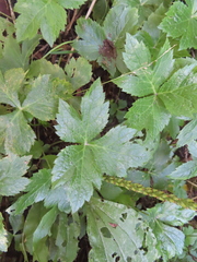 Cryptotaenia canadensis