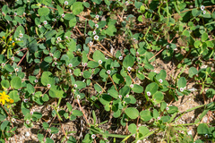 Euphorbia albomarginata