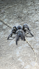 Aphonopelma iodius
