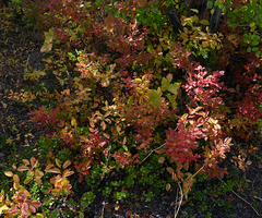 Vaccinium membranaceum