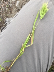 Bromus scoparius