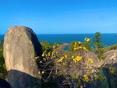 Cochlospermum gillivraei