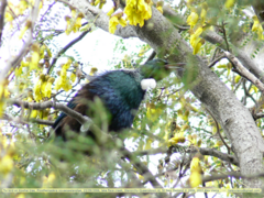 Prosthemadera novaeseelandiae
