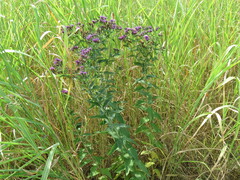 Vernonia baldwinii