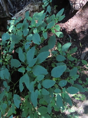 Impatiens pallida