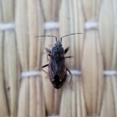 Eremocoris