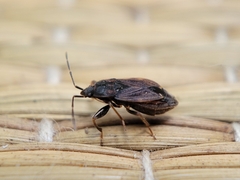 Eremocoris