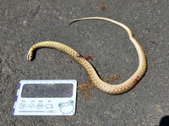 Fowlea flavipunctata