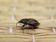 Eremocoris