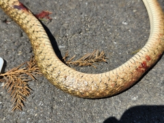 Fowlea flavipunctata