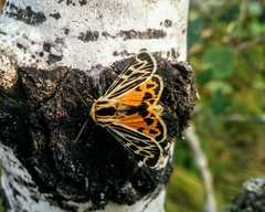 Apantesis obliterata