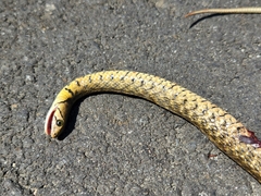 Fowlea flavipunctata