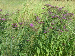 Vernonia baldwinii