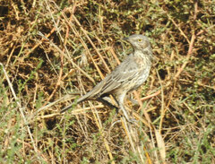 Oreoscoptes montanus