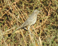 Oreoscoptes montanus