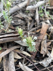 Pimelea humilis