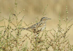 Oreoscoptes montanus