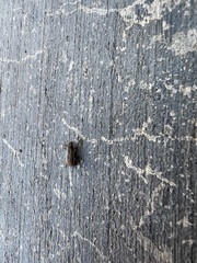 Naupactus peregrinus