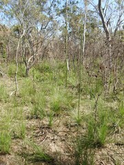 Xanthorrhoea johnsonii