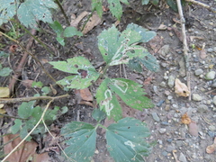 Cryptotaenia canadensis