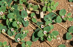 Euphorbia albomarginata