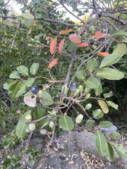 Canarium australianum