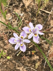 Moraea setifolia