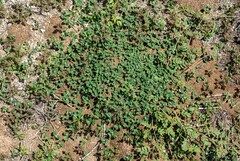 Euphorbia albomarginata