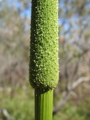 Xanthorrhoea johnsonii