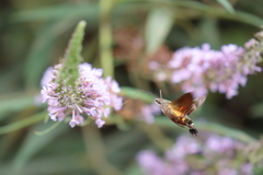 Macroglossum