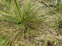 Xanthorrhoea johnsonii