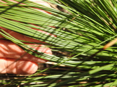 Xanthorrhoea johnsonii