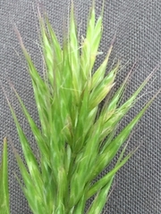 Bromus scoparius