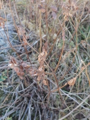 Hedysarum theinum