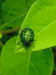 Orsilochides variabilis