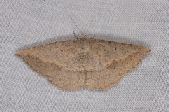 Taxeotis perlinearia