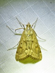 Achyra rantalis