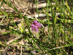 Melaleuca thymifolia