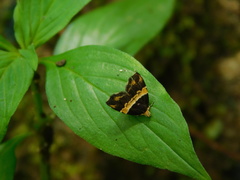 Choreutis basalis