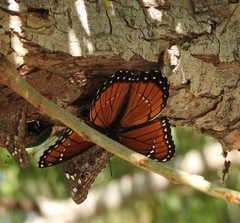 Limenitis archippus obsoleta